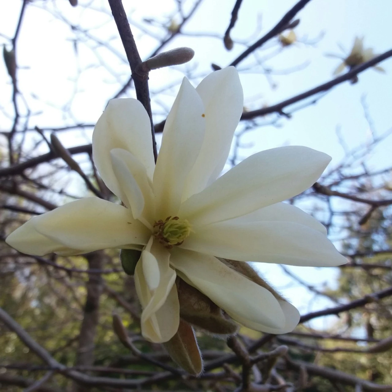 M. 'Gold Star'